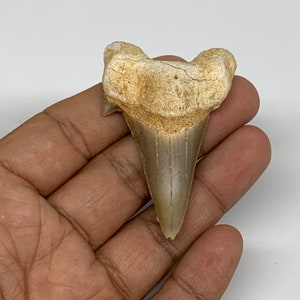 16 Grams, 2.2&quot;X 1.5&quot;x 0.5&quot;, Natural Fossils Fish Shark Tooth, Shark Teeth, Fossils, Buyer will receive the exact item pictured, E0285