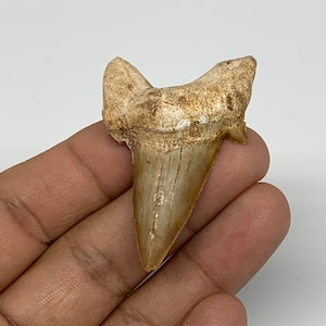12.2 Grams, 1.8&quot;X 1.3&quot;x 0.5&quot;, Natural Fossils Fish Shark Tooth, Shark Teeth, Fossils, Buyer will receive the exact item pictured, E0254