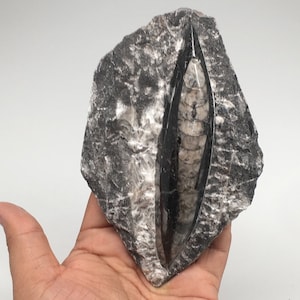 5.4&quot;x 3.5&quot; x 1&quot;, 311.4 Grams, Rough/Polished Fossils Orthoceras (straight horn) SQUID, Nautiloid Cephalopod Paleozoic, MF1611