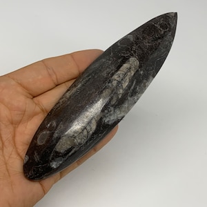 5.9&quot;x 1.6&quot;x 0.8&quot;,  136 Grams,Polished Fossils Orthoceras (straight horn) SQUID, Nautiloid Cephalopod Paleozoic, Decor, Collectible,E02306