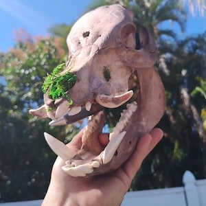 May include: A weathered animal skull with large, prominent teeth and a patch of green moss. The skull is held up against a backdrop of green foliage and a bright blue sky, creating a striking contrast.