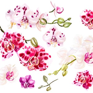 Watercolor Orchid clipart- hand painted: high resolution 600 dpi 20 PNG files
