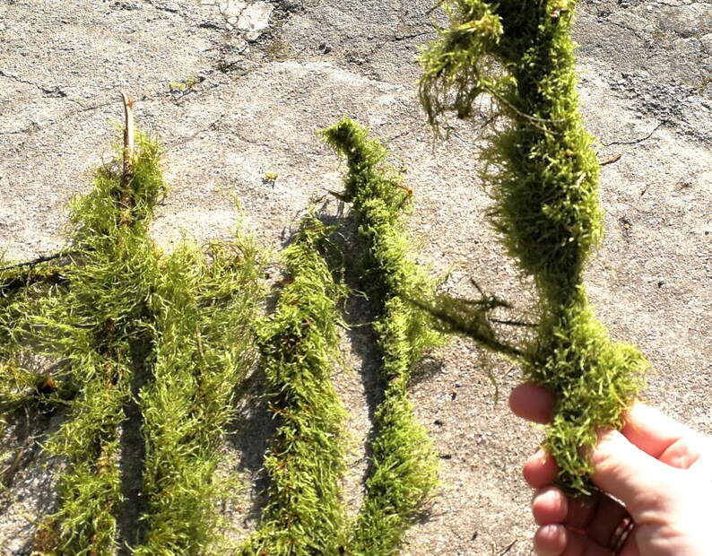 10 Branches With Moss Terrarium Decor Twigs Natural Moss Etsy Israel