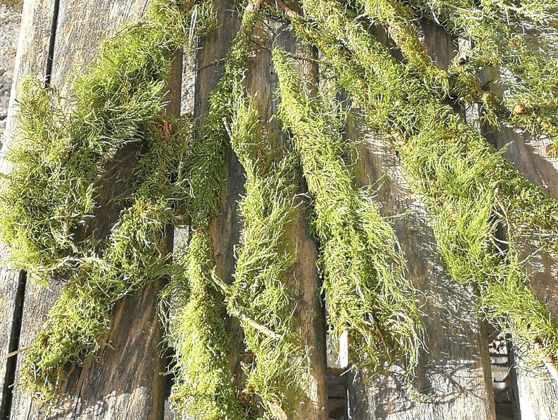 10 Branches With Moss Terrarium Decor Twigs Natural Moss Etsy