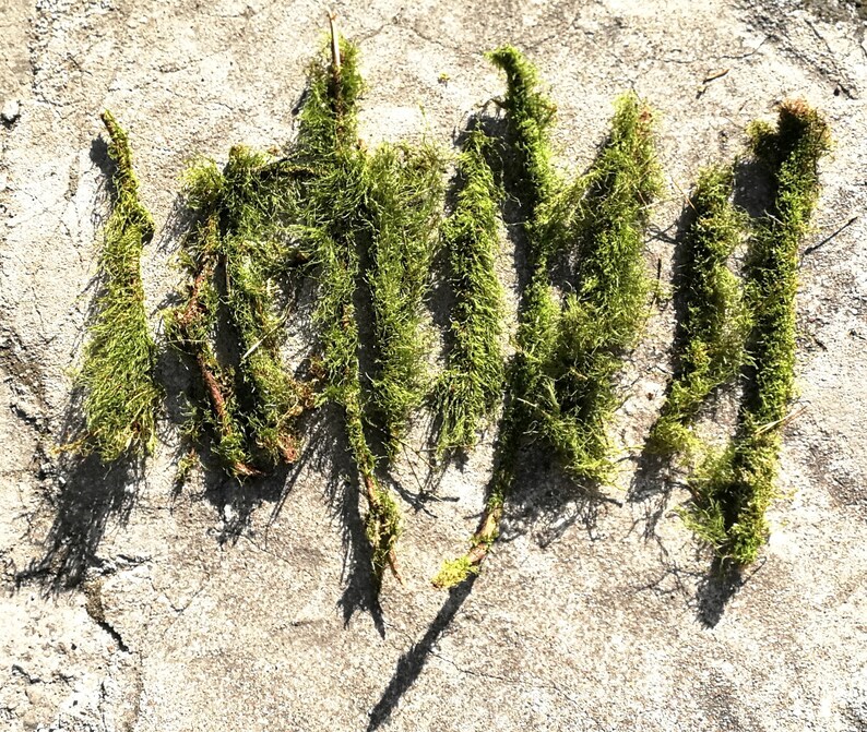 10 Branches With Moss Terrarium Decor Twigs Natural Moss Etsy Israel