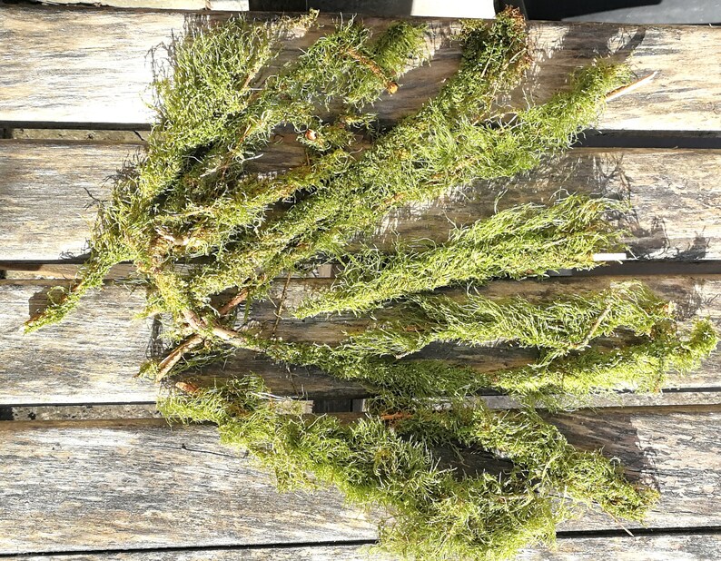 10 Branches With Moss Terrarium Decor Twigs Natural Moss Etsy Israel