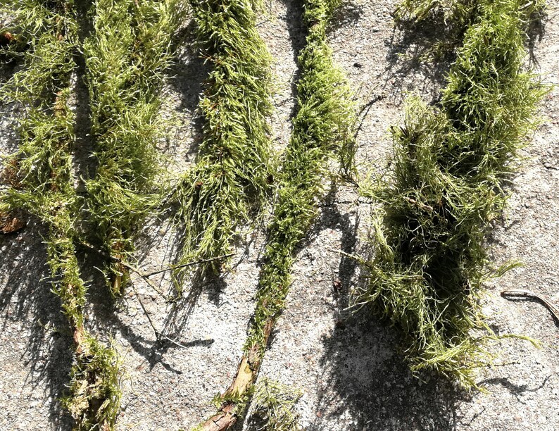 10 Branches With Moss Terrarium Decor Twigs Natural Moss Etsy Israel