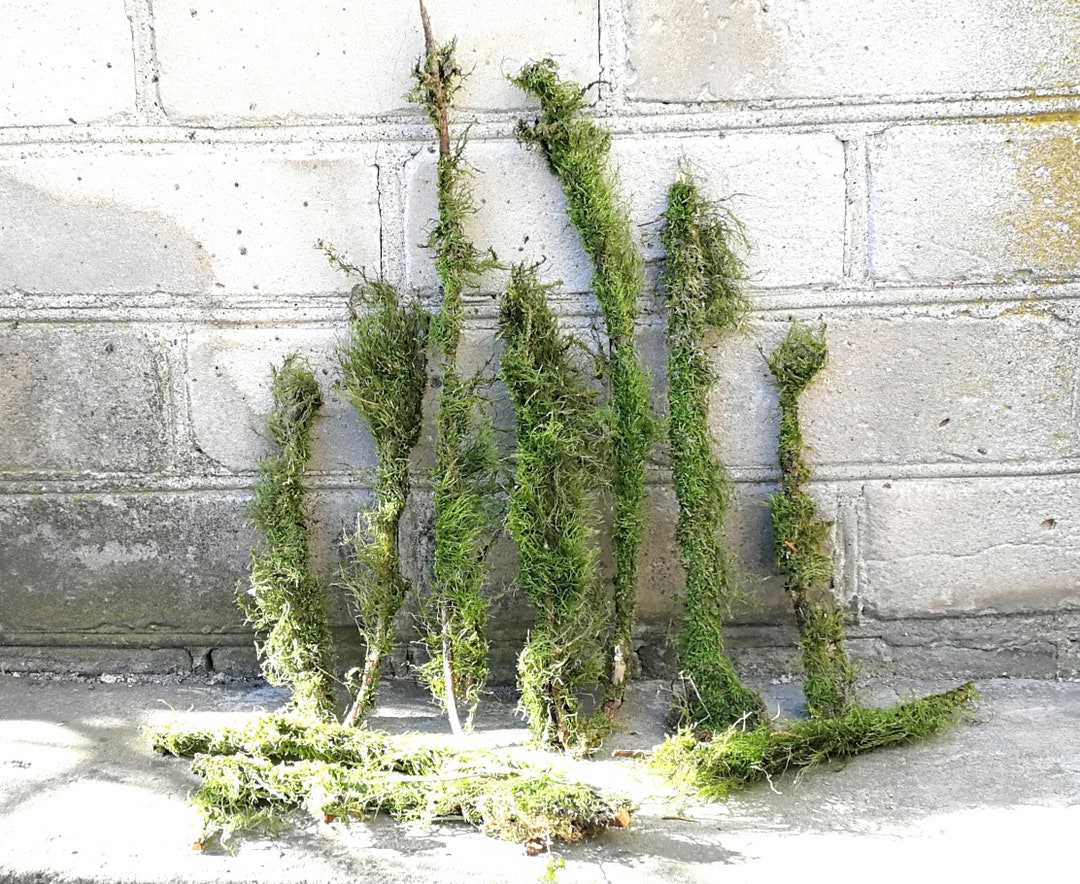 10 Branches With Moss Terrarium Decor Twigs Natural Moss Etsy