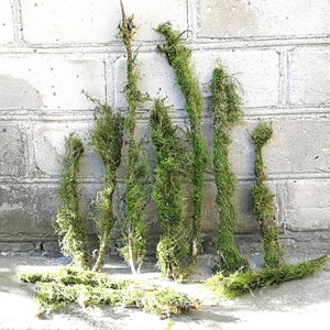 10 Branches with Moss - Terrarium Decor Twigs - Natural Moss Covered Branches - Arrangement Material - Natural Craft Supplies - Floral Decor