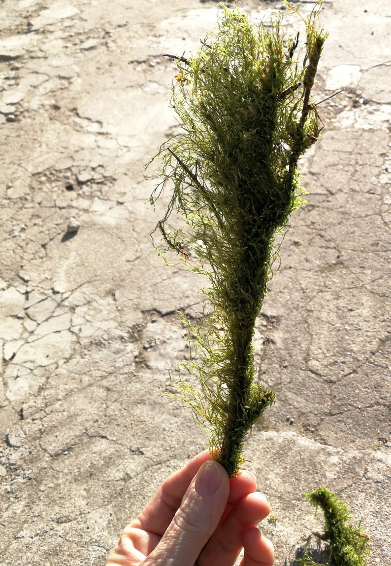 10 Branches With Moss Terrarium Decor Twigs Natural Moss Etsy