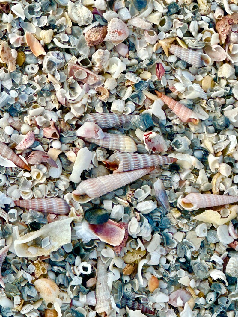 Ocean Auger Shell Sphere - Etsy