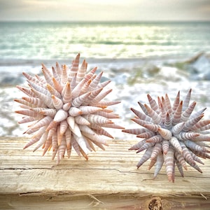 May include: Two white and brown sea shell spheres on a wooden surface with a blurred background of a beach and ocean.