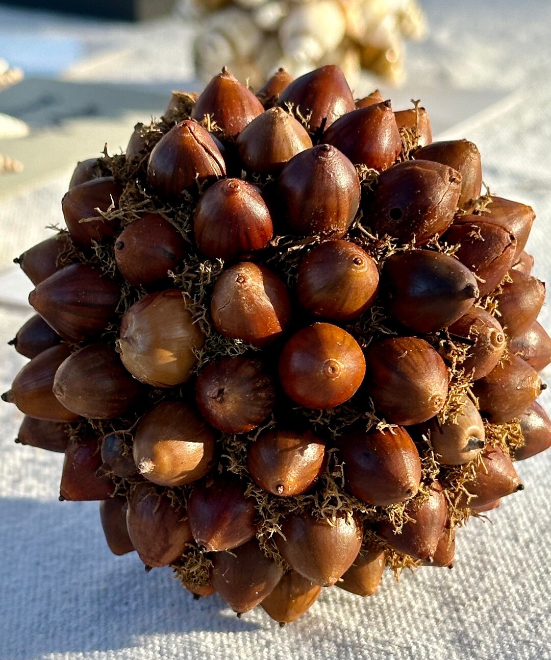 Acorn on Moss Sphere - Etsy
