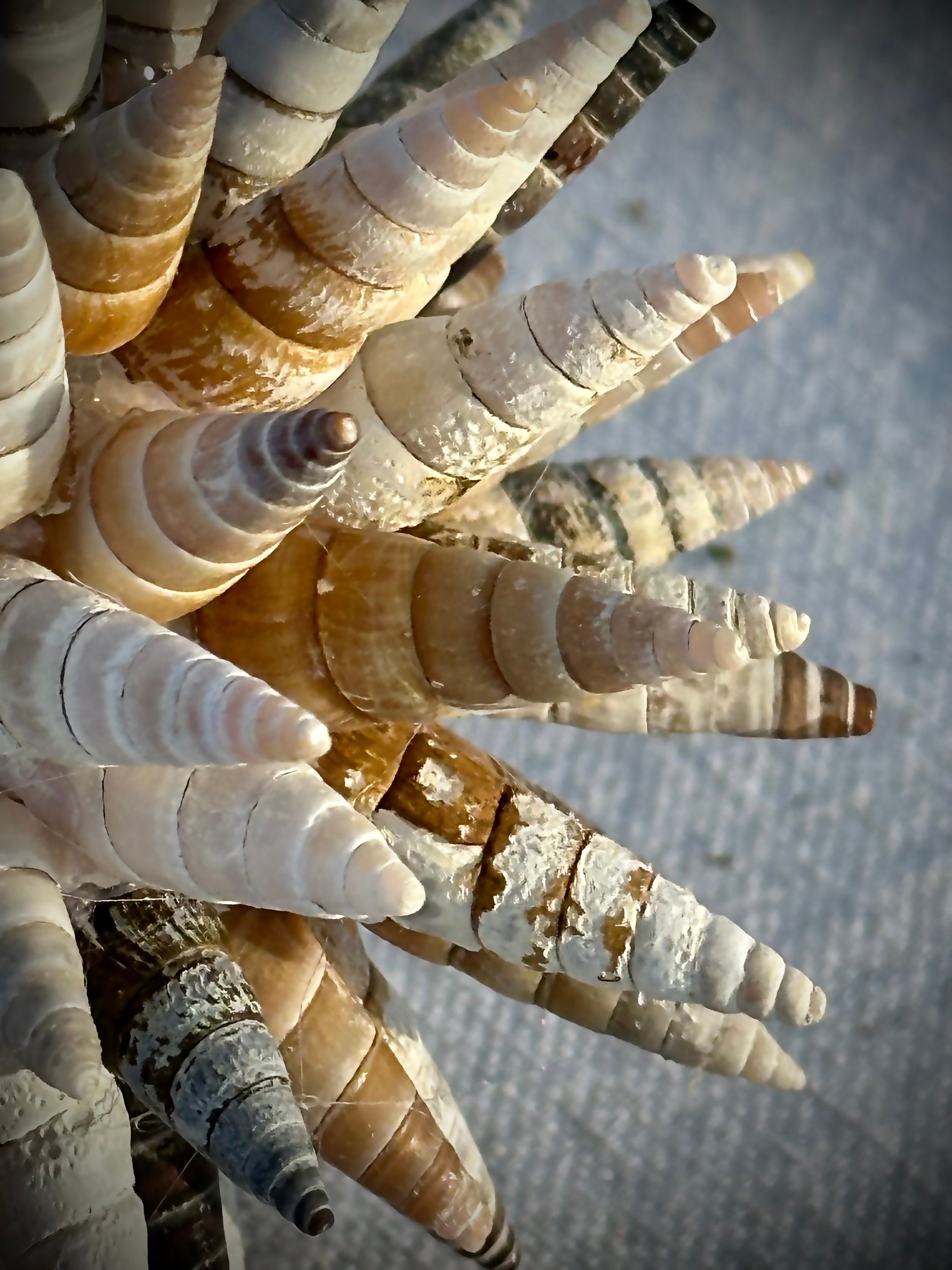 River Auger Shell Sphere - Etsy