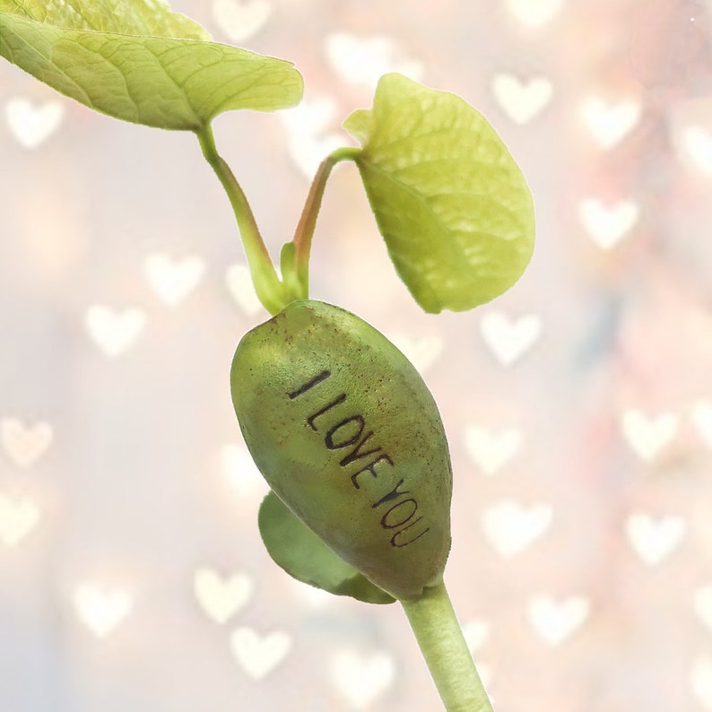 Valentines card with Plantable Bean, Valentine gift for him, husband, boyfriend, girlfriend, wife, handmade greetings card, I love you image 4