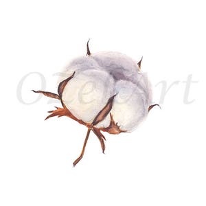 Cotton Flower Ball Botanic Organic Watercolor Painting Digital Download Art Cotton Printable Botanical Illustration Home Wall Decor Print