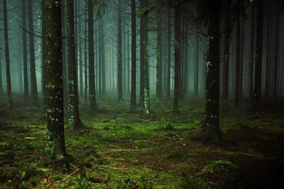 Dark Forest Photo Woodland Photo Deep Forest Photo Etsy