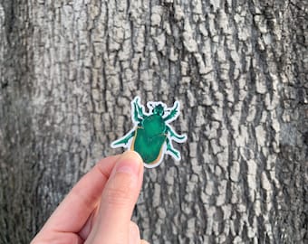 Figeater Beetle Illustrated Clear Vinyl Sticker