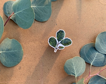 California Live Oak - Vinyl Sticker