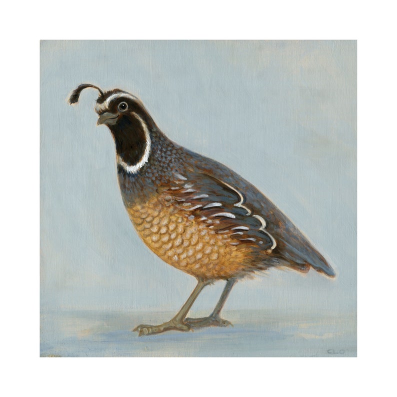Quail Art Print, Original Quail Art, Bird Lover Decor, Peaceful Quail