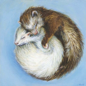 Ferret Cuddle Print, Sweet Print of two sleeping Ferrets cuddled together