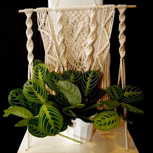 May include: A white macrame wall hanging with a plant in a white pot on a wooden shelf. The shelf is attached to a white wall.