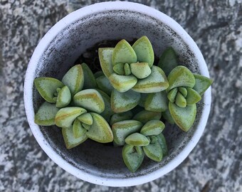 3" Crassula Rupestris Succulent