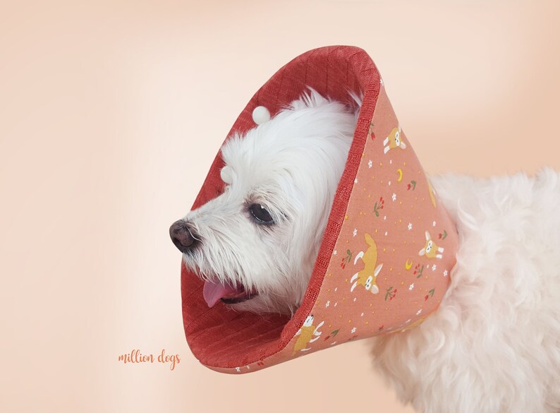 e cone dog