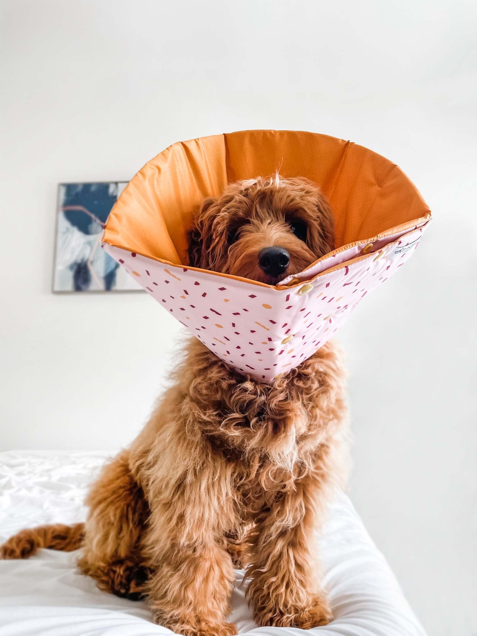 How To Remove A Dog Cone at David Knight blog