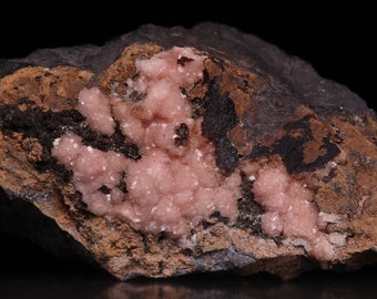 May include: A pink mineral specimen embedded in a dark brown and black rock. The mineral has a rough, crystalline texture.