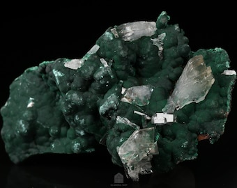NEW PRODUCTION! Baryte on Malachite Cabinet Cluster, Shinkolobwe Mine, Katanga, DR Congo