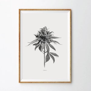 Ruderalis - Art Print