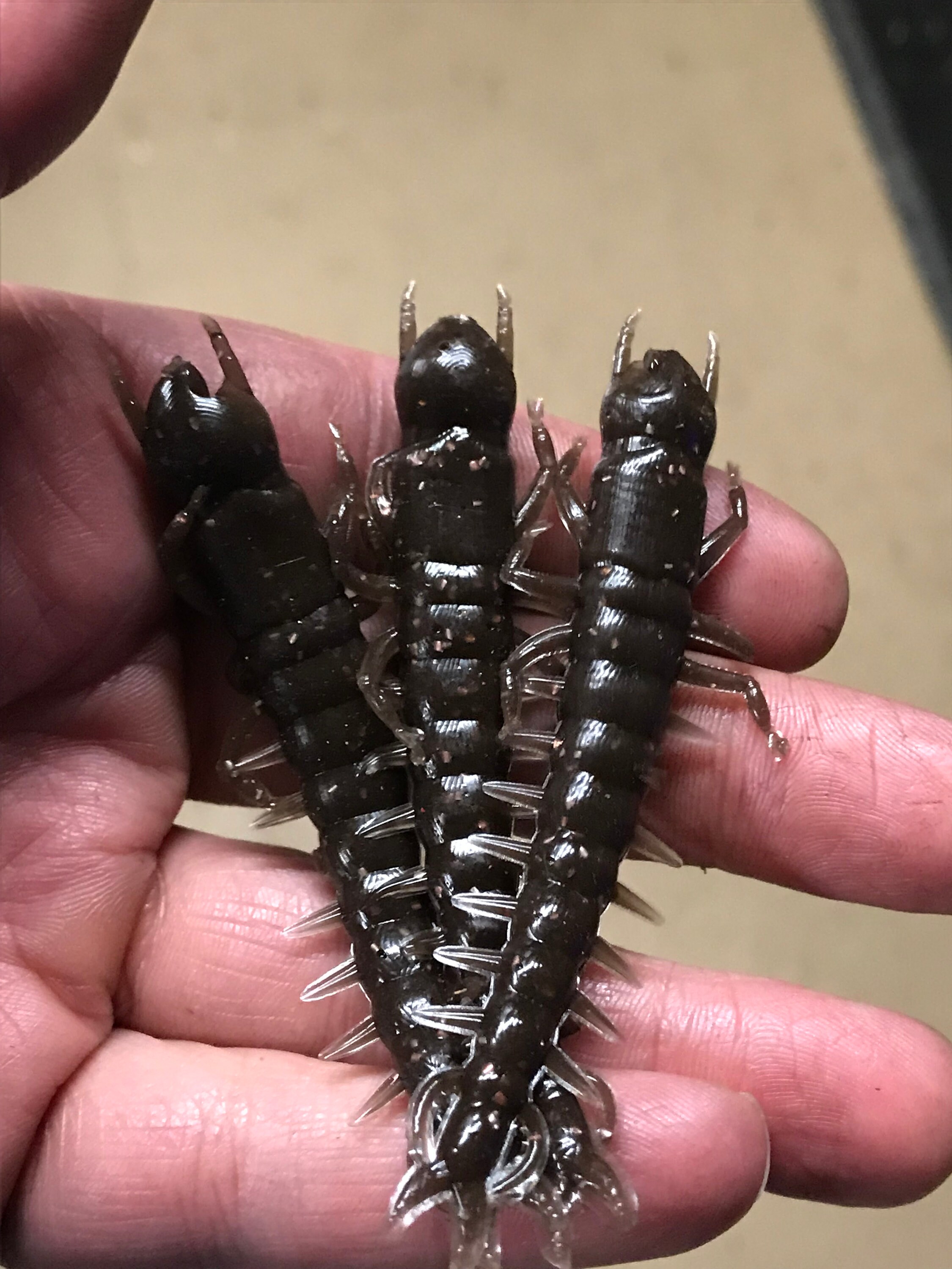 craw soft plastics