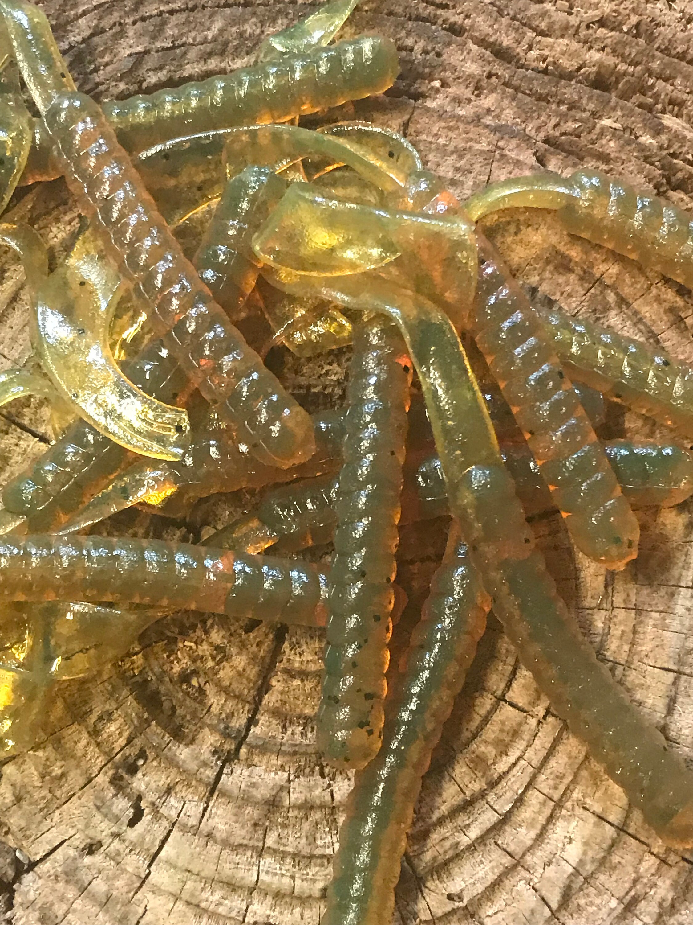 7 Ribbon Worm