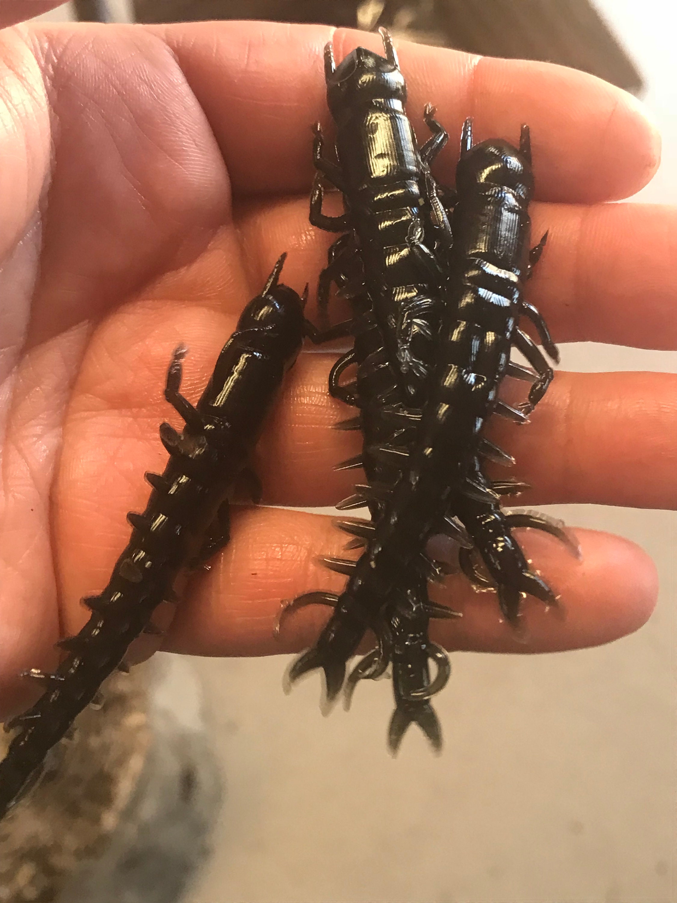live hellgrammites for sale online