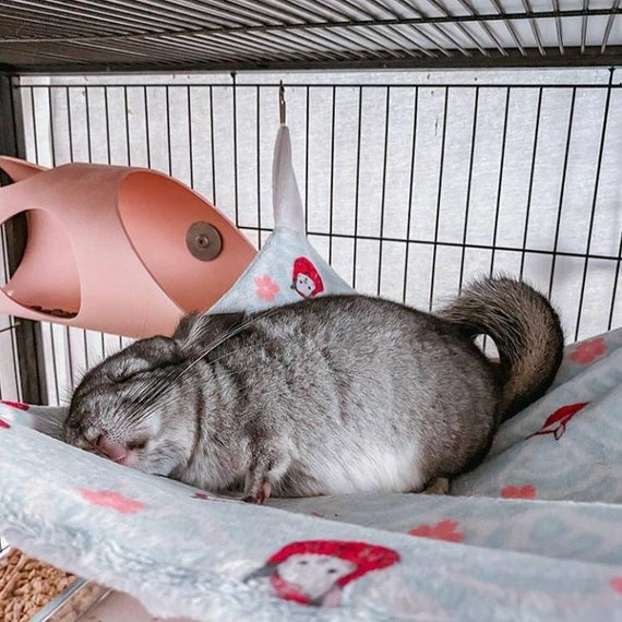 do chinchillas like hammocks