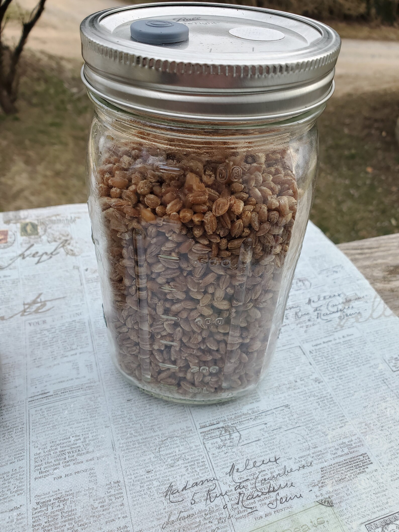 1 Quart Rye Berry Jar 4 Pack Grain Spawn Mushroom Growing Etsy