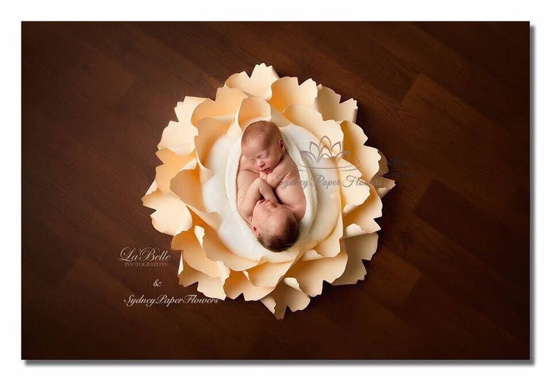 Newborn Posing Paper Flower Video Tutorial Template Pdf Svg Cricut Silhouette Cameo Paper Flower Pattern Newborn Baby Nest Paper Flower