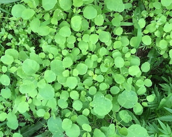 Papalo seeds