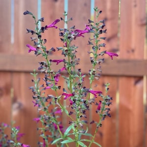 Texas Big Red Sage seeds