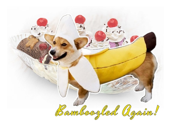 Meme Poster Bamboozled Again Wall Art Dog Fruit Outfit Cute Office Decor Home Bedroom Banana Doggo Corgi Puppy Funny Gift Present