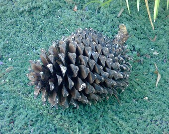 7-8 Inch Coulter Pine Cone