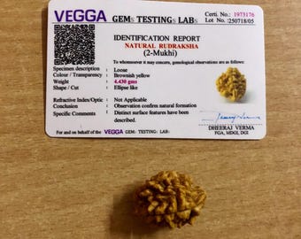 Natural 2 Mukhi Rudraksha Seed: Nepal Origin, Lab Certified