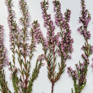 Eriche essiccate e pressate, fiori viola, fiori selvatici, erica vera, biglietti d'invito per matrimoni, fiori, petali, piante, biglietti di compleanno, decorazioni fai da te