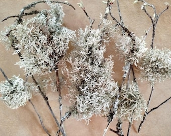 Ramitas musgosas con líquenes, materiales naturales para manualidades rústicas, juego de 7, palitos de manzano, decoración de terrario, floristería, decoración del hogar, rama musgosa