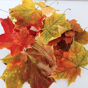 Getrocknete Ahornblätter Ahornblätter Wohndekor Echte Herbstblätter Halloween Natürliche getrocknete DIY Herbstdekoration Biologisch biologisch abbaubar