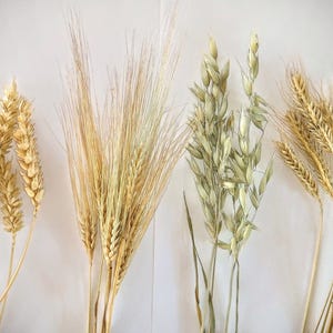 Set - Organic Oat Spray wheat rye barley Bird Food Hamster food Chinchilla food natural grains spray Sprays for hamster Eco BIO Rural