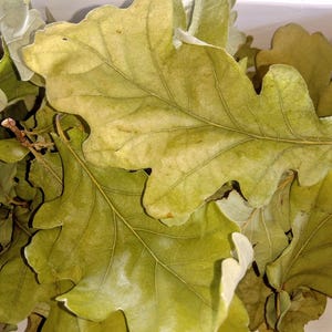 Puede incluir: Una colección de hojas de roble secas, un material natural que se utiliza a menudo en manualidades y para fines decorativos.