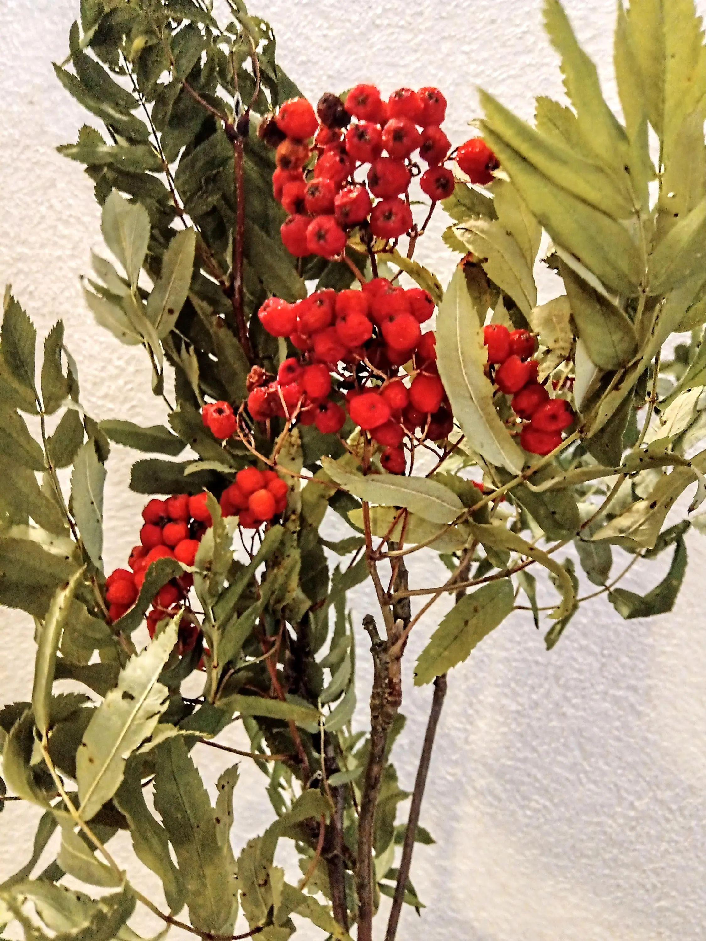 Rowan Tree Rituals Dried Rowan Leaves With Rowan Berry Large Bundle Rowan Tree Branch ...