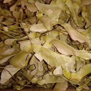 200x ailes d'hélicoptères écologiques en érable séché, ailes de fée en érable, graines d'érable pour projet d'artisanat Artisanat décoration d'intérieur fait main naturel fabrication de cartes
